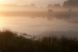 Betesdjur vid nyskapad vattenmiljö ©Johan Hammar/Ekologgruppen