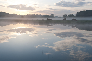 Betesdjur vid en nyskapad vattenmiljö ©Johan Hammar/Ekologgruppen